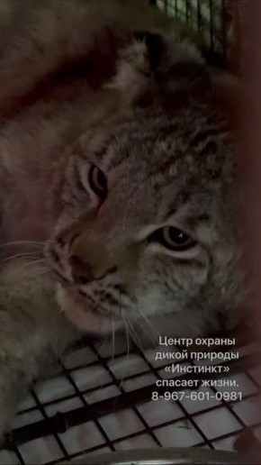 ����, ��������� � �������, ��������� �������-����������