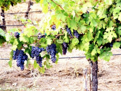 ��� ��������� ��������: ������ �� ����� ������