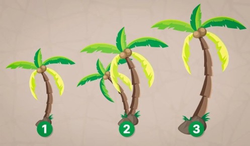 Тест на спокойствие: что говорит выбор вашей пальмы