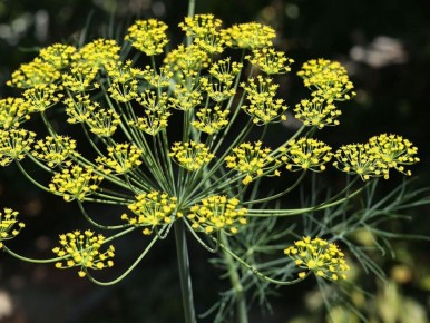 ����� ��� ����: ��� ������� ������ ����� ��� ������ �������