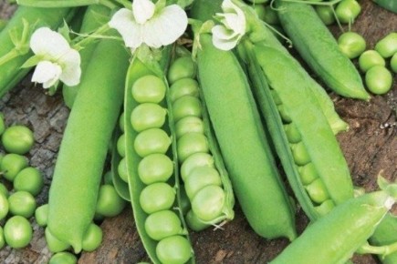 Горох для весеннего посева: как выбрать сорт и успешно вырастить урожай