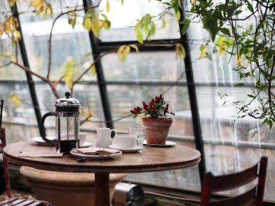 Как удобрения на кухне могут преобразить ваши комнатные растения