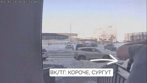 Задержали живодёра!. Полиция Сургута установила личность женщины, которую подозревают в издевательствах над котом