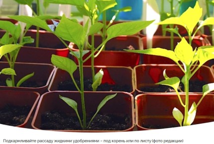 Лунный календарь садовых работ: что ожидать с 23 по 29 марта