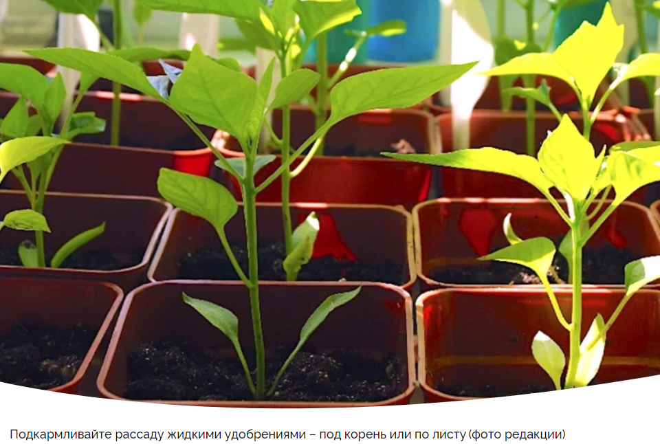 Лунный календарь садовых работ: что ожидать с 23 по 29 марта