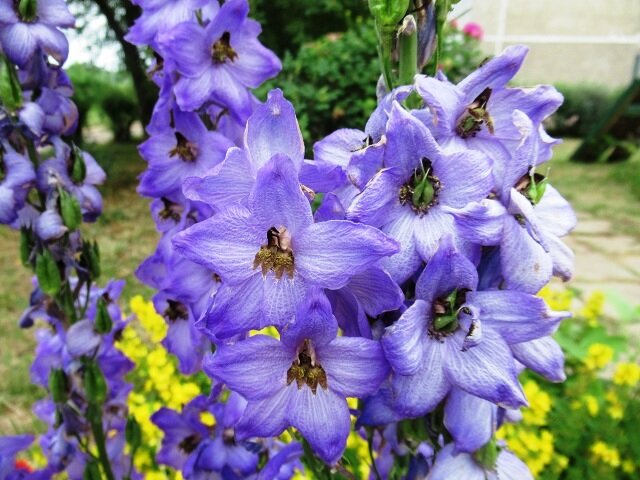 Как правильно ухаживать за дельфиниумом после цветения