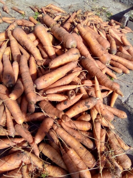 Как вырастить идеальную морковь: секреты успеха и распространенные ошибки