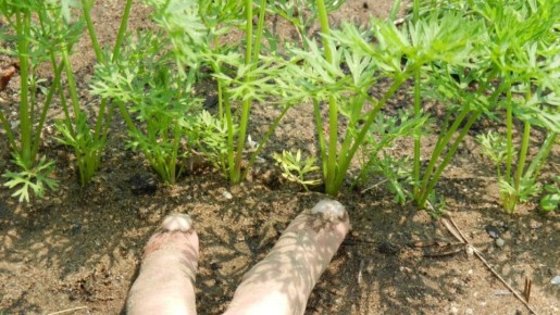 ��� �������, ���������� � ����� �����, ���������� ��������� ������