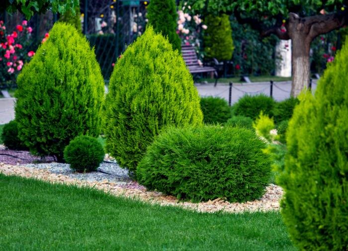 Как ухаживать за хвойными растениями: от выбора места до зимнего укрытия