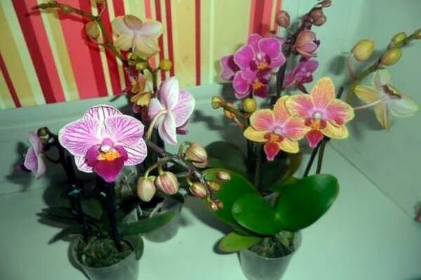 Во всем многообразии орхидей: как выбрать идеальную красоту для вашего дома