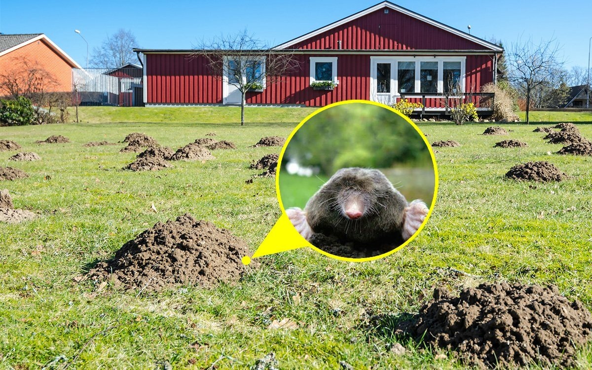 Как эффективно избавиться от кротов на вашем участке
