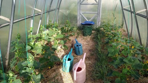 Эффективные способы подвязки огурцов для шикарного урожая