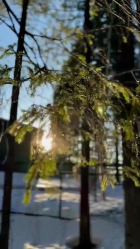 Доброе утро! Солнце уже пригревает, но северная весна коварна: повышенная влажность и температурные перепады — идеальные условия для ОРВИ