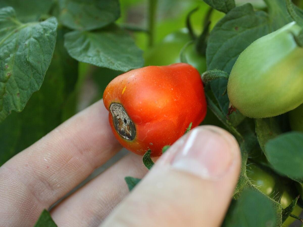 Как распознать нехватку калия и кальция у помидоров