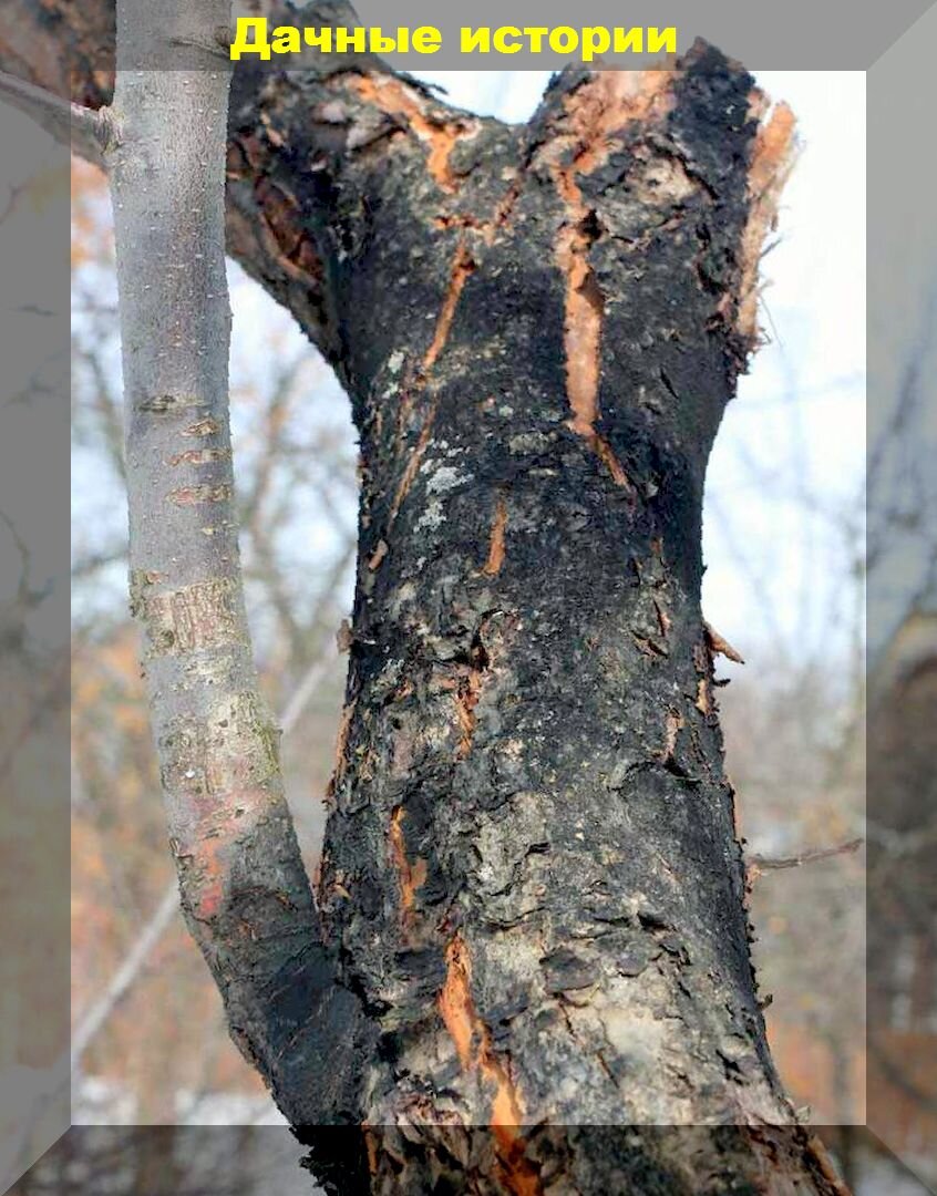 Советы по борьбе с раком коры у яблонь