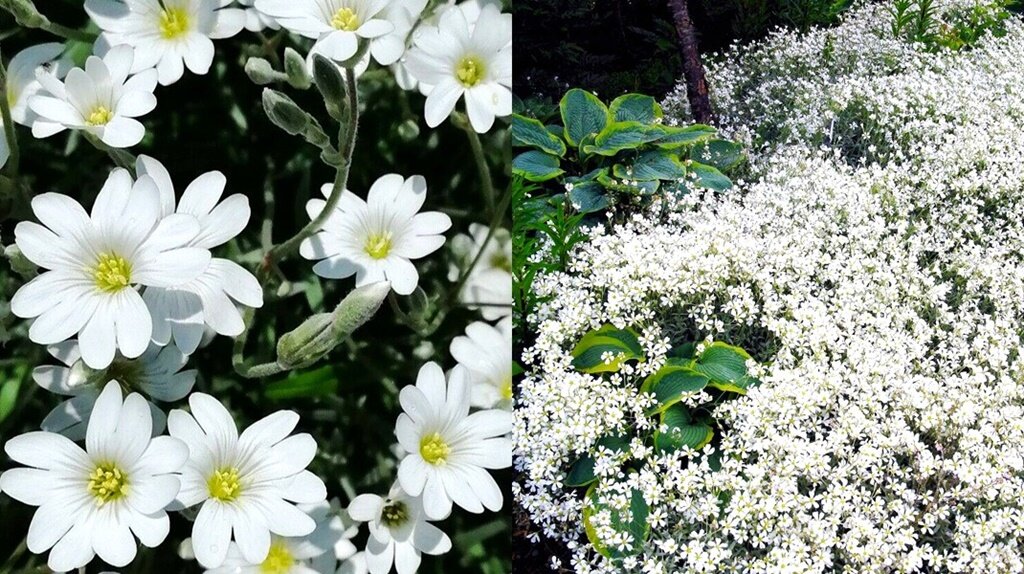 Цветы вместо сорняков: как украсить сад и избавиться от нежеланных растений