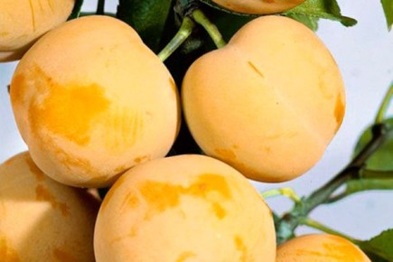 Как вырастить сливу Медовая жёлтая: советы и секреты успеха