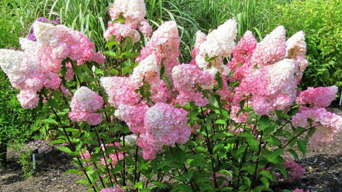 Как обрезка метельчатой гортензии по системе 2-3-5 помогает получить крупные соцветия