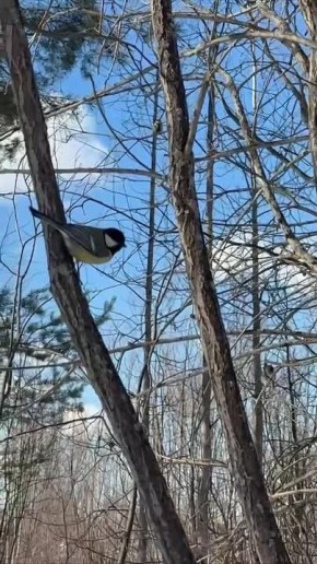 ������� ��� �������� �����