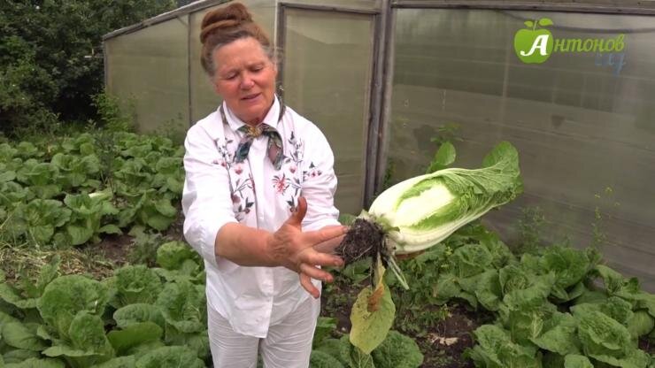 Как избежать цветения пекинской капусты и получить отличный урожай