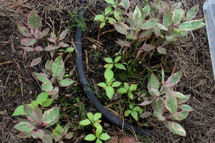 ��� ������ � ����������: ������� ��������� � ������ ������