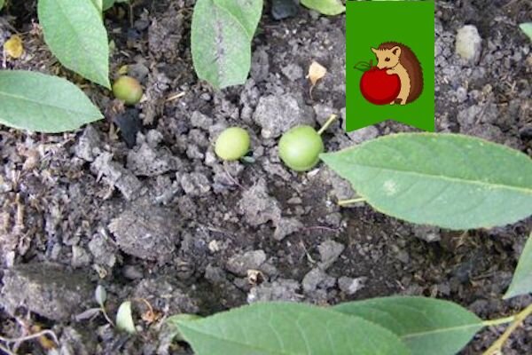 Зеленые сливы осыпаются: основные причины и советы по предотвращению этой проблемы