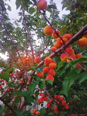 ������ ������� ��������� �� �����������: ������ �������, ������� ����� �����