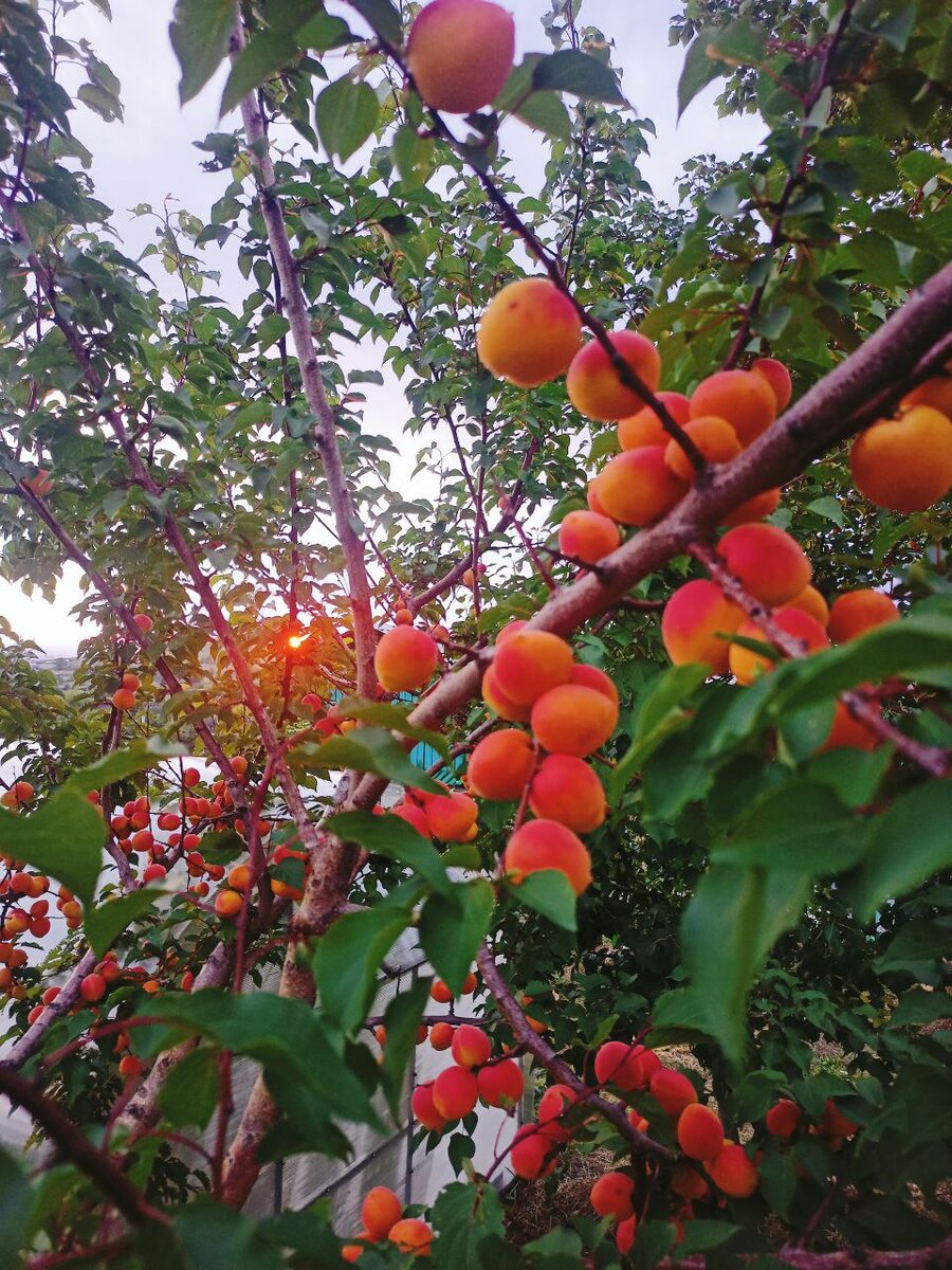 Почему саженцы абрикосов не приживаются: важные причины, которые стоит знать