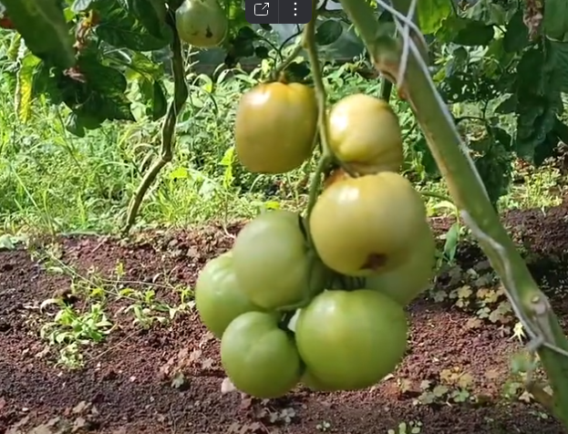 Собирать томаты в молочной спелости: мнения и советы