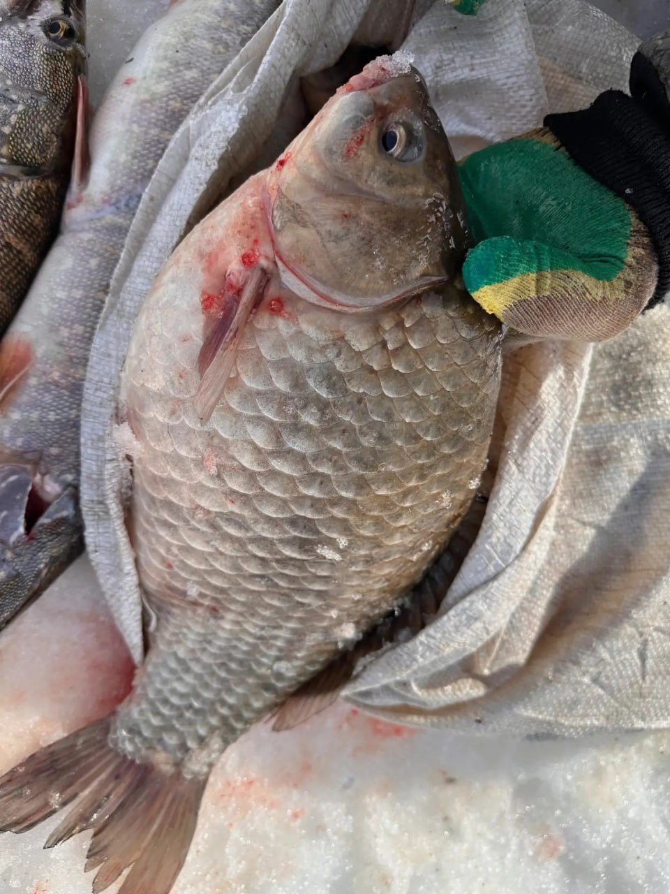 В выходные съёмочная группа телеканала «Югра» в Ханты-Мансийском районе продолжила съёмки документального фильма о семье Слинкиных на их родовой земле - в деревне Востыхой В выходные съёмочная группа телеканала «Югра» в Ханты-Мансийском районе продолжила съёмки документального фильма о семье Слинкиных на их родовой земле - в деревне Востыхой