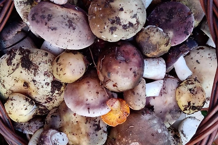 Осень в Свердловской области: грибники всё ещё в поисках трофеев