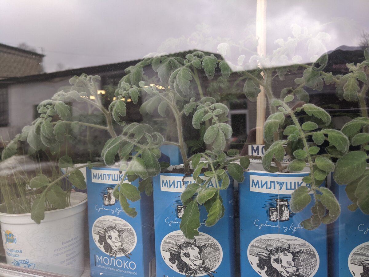 Как вырастить крепкую рассаду томатов без лишних хлопот