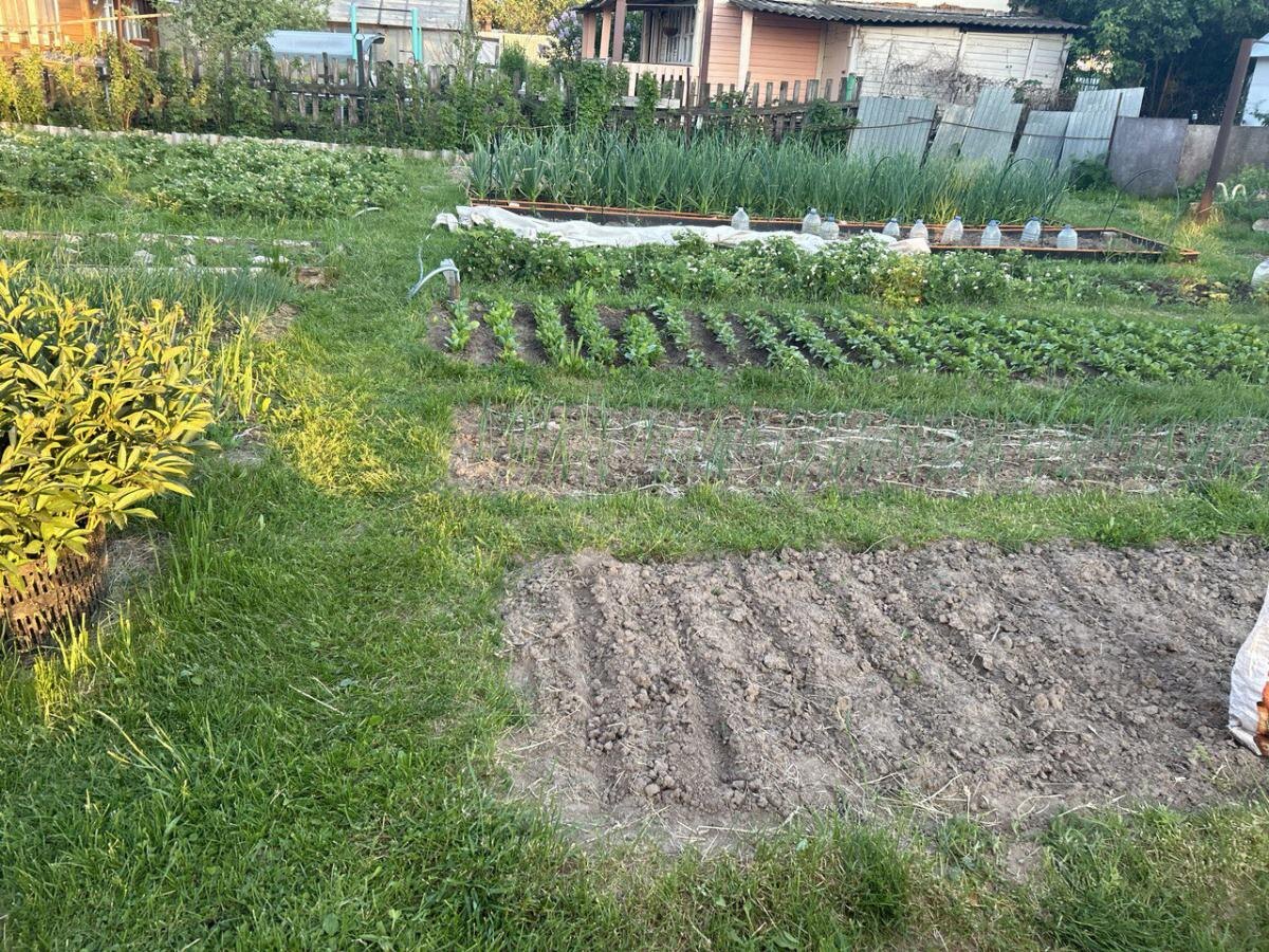 Успешная борьба с сорняками без химии: практические советы для садоводов