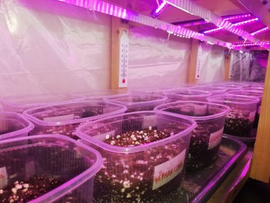 Как правильно посадить семена адениума в теплицу с искусственным освещением