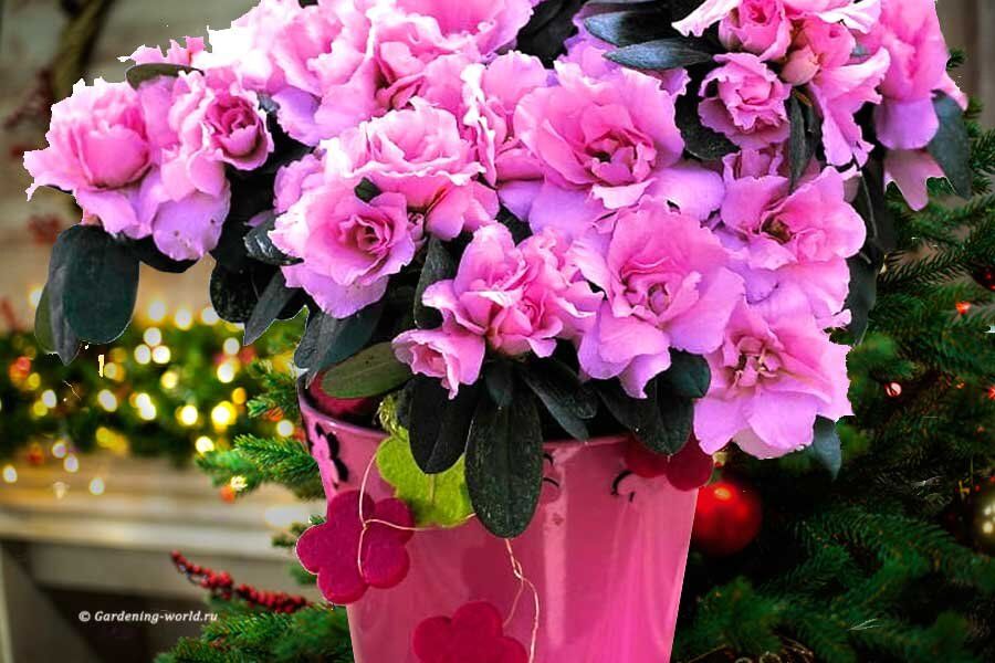 ��� ��������� ������: ������� ����������� �������� � ������ �� �����