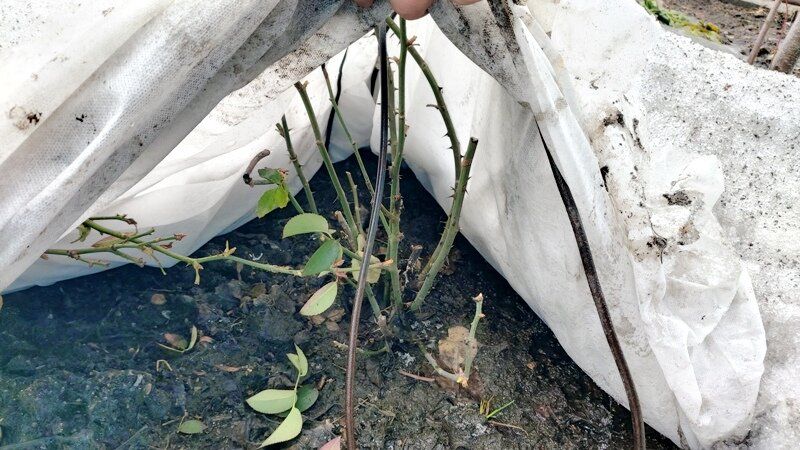 ��� ��������� ������� ���� ������: ������� ��������� �������