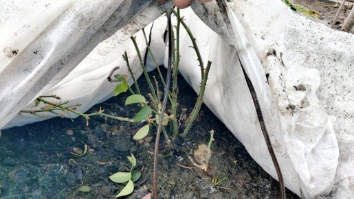 Как правильно открыть розы весной: секреты успешного укрытия