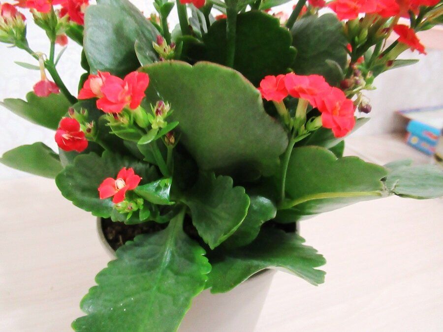 ������� �������� ���������: ������� �����