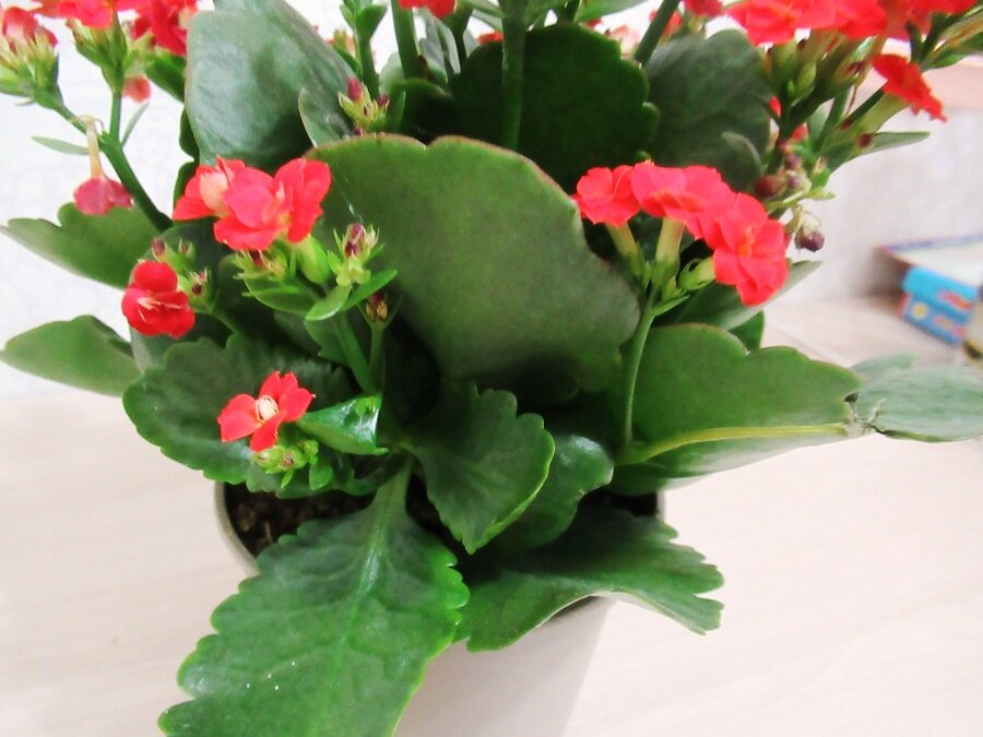 Обрезка каланхоэ каландива: секреты ухода