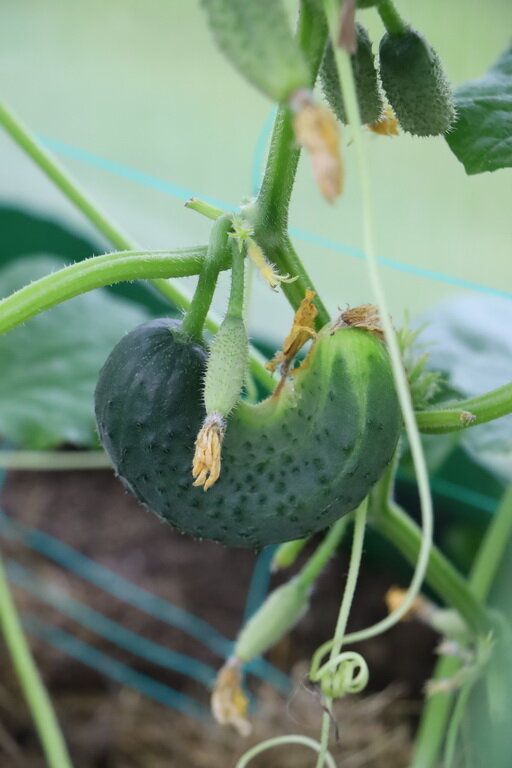 ������� ���������� ������� �� �������: ��� ���������� � ���������