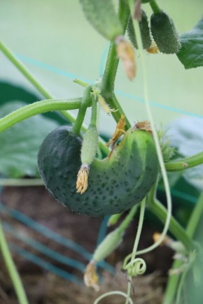 ������� ���������� ������� �� �������: ��� ���������� � ���������