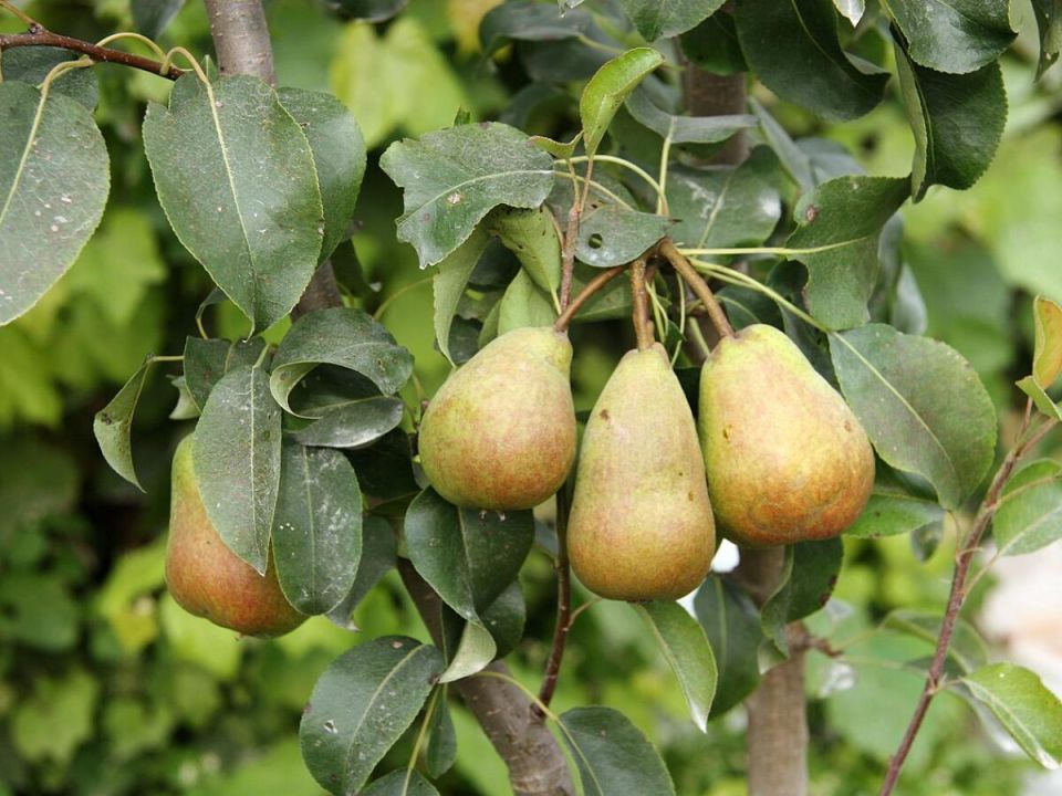 ���� �� �������: �������� ������� ��� ��������� ������