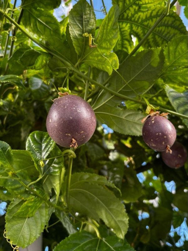 � ���� ��������� ���������� ������������ �������� � ������