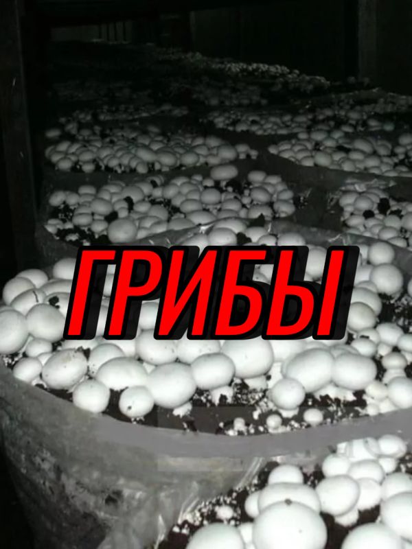 ����������� ������ ����: ������ � ������������