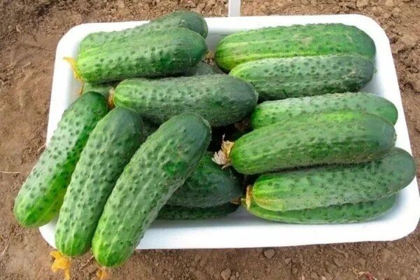 ������ �������: ������� ��������� ������ � ������������ �� �����������