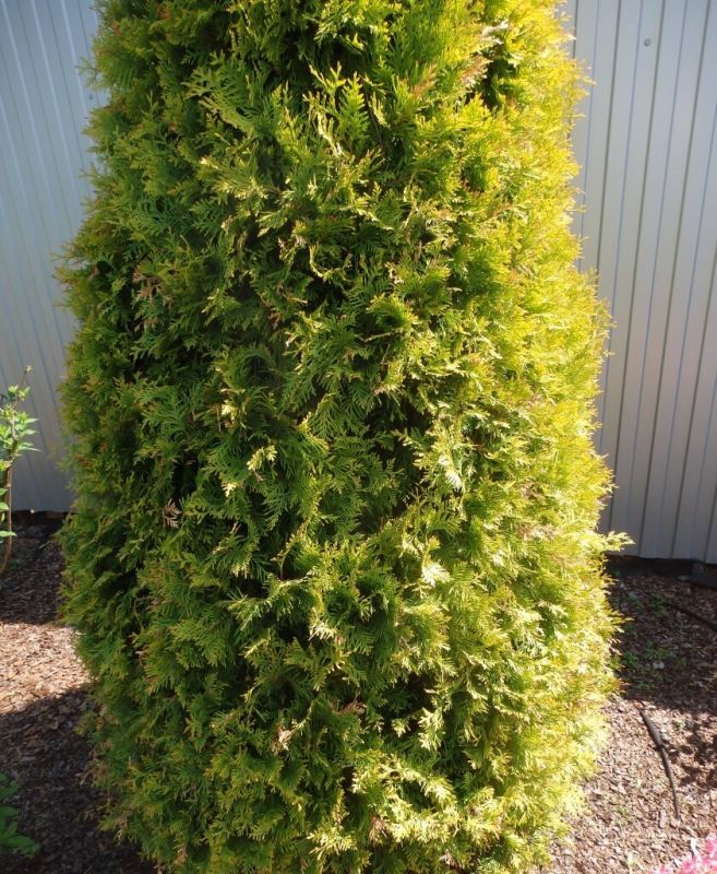 ��� ������ ���������� �����: ��������� �������� ��� ������ ����