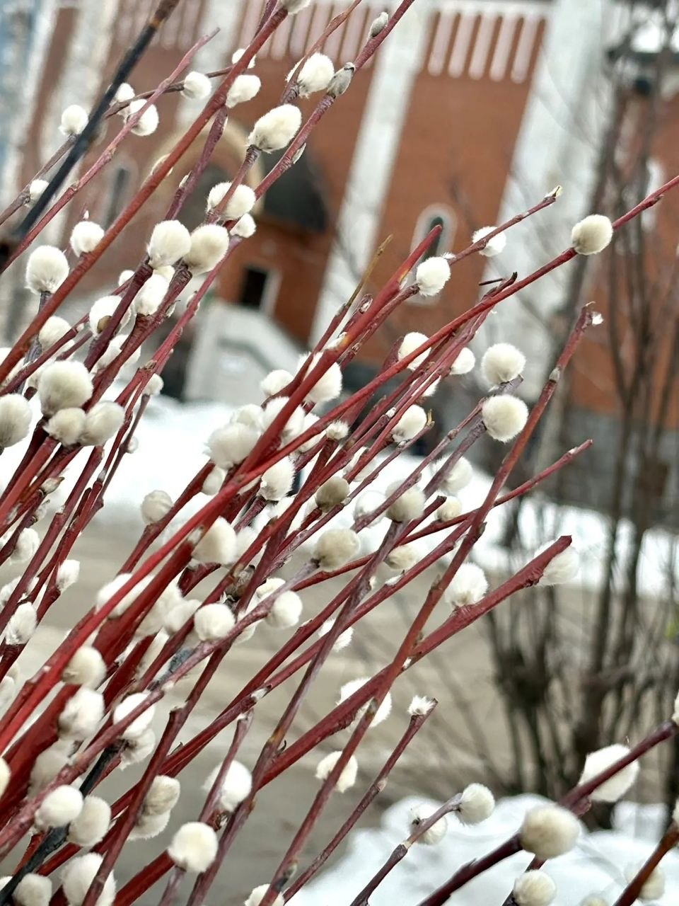 Дмитрий Кощенко: Уважаемые нижневартовцы Сердечно поздравляю с Вербным воскресеньем – светлым праздником, который символизирует торжество жизни, добра и надежды Дмитрий Кощенко: Уважаемые нижневартовцы Сердечно поздравляю с Вербным воскресеньем – светлым праздником, который символизирует торжество жизни, добра и надежды