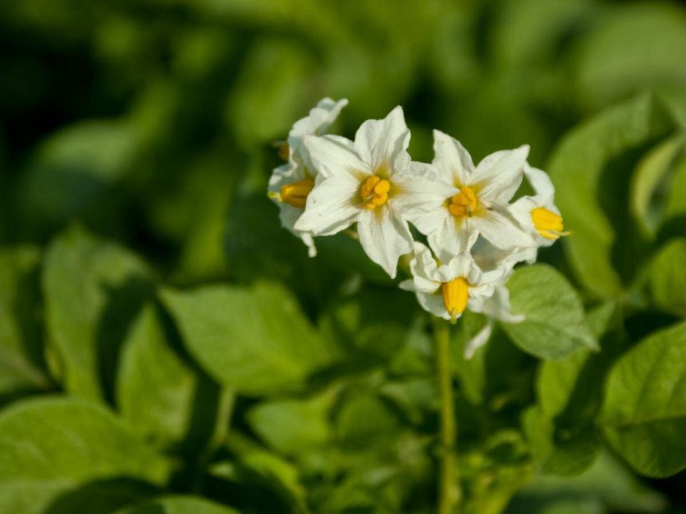 ����������� ���������: ���� � �������-��������