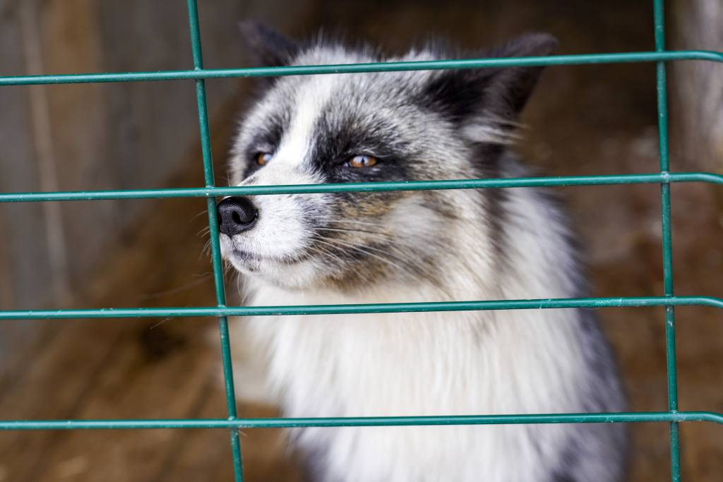 Самый знаменитый Степан в Югре готовится к юбилею Самый знаменитый Степан в Югре готовится к юбилею