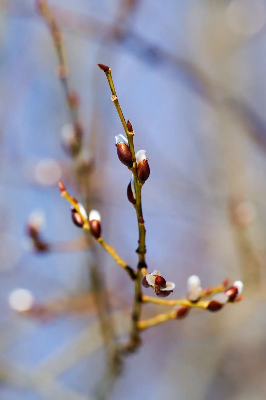 Доброе утро!. Начинается новая апрельская неделя, и в воздухе северного края уже чувствуется весна Доброе утро!. Начинается новая апрельская неделя, и в воздухе северного края уже чувствуется весна